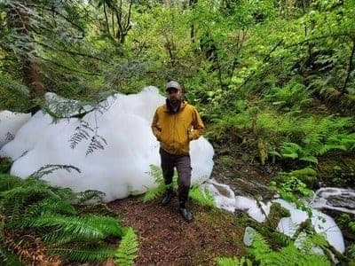 A person standing beside a Pacific Northwest forest creek filled with a large mass of white detergent foam