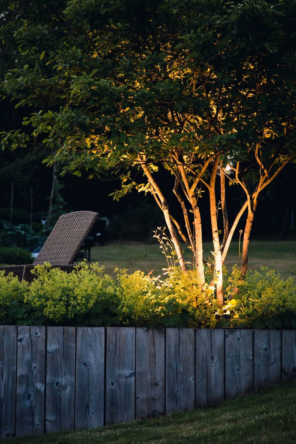 A multi-trunk tree uplit from the base at dusk, its pale trunks and canopy glowing above a low hedge and a weathered board fence.