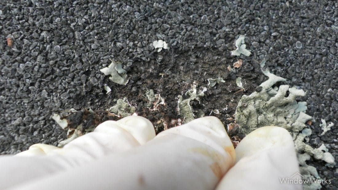 A gloved hand lifting a crusty gray-green lichen patch off an asphalt shingle, pulling dark granules away with it