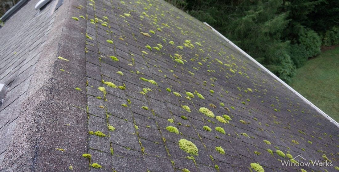 Thick clumps of green moss growing along the seams of an asphalt shingle roof