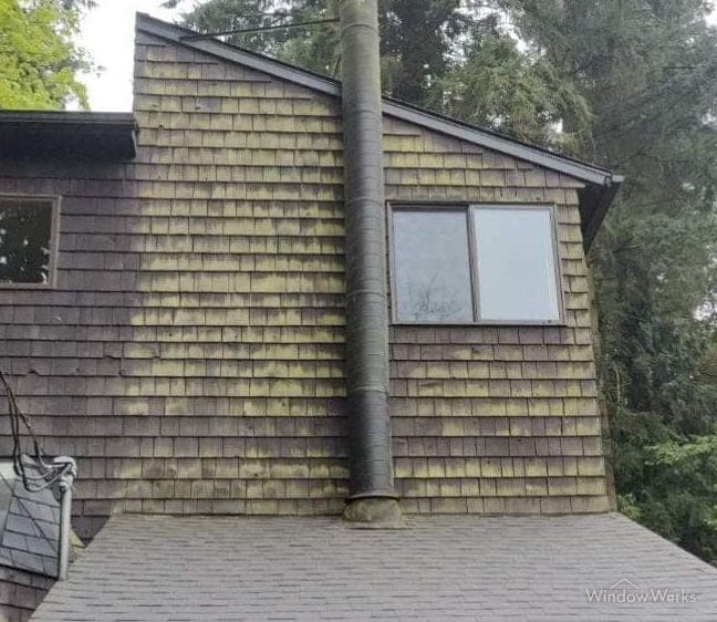 Yellow-green algae covering the upper cedar shake wall and chimney of a hillside home shaded by tall firs on the Eastside of Seattle