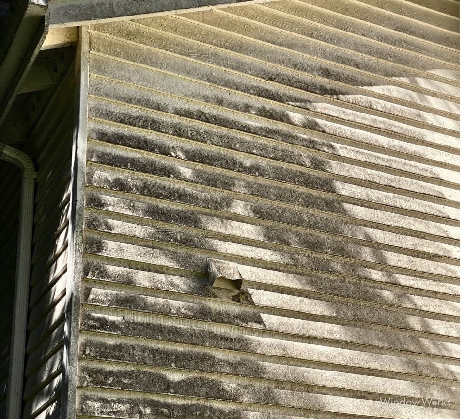 Heavy black and green algae growth covering the shaded lap siding of an Eastside Seattle home before a WindowWorks soft wash
