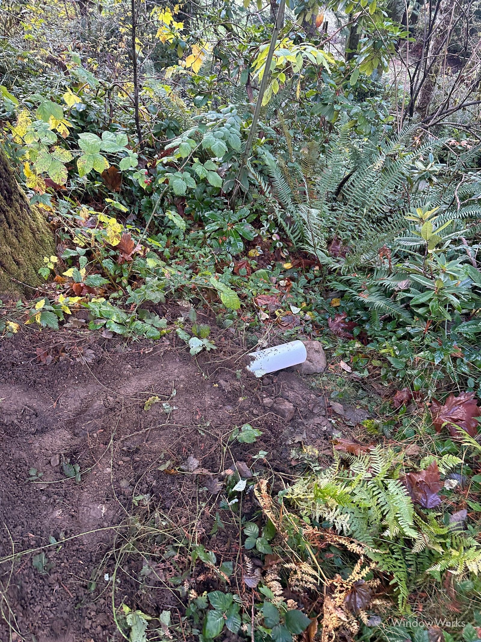 The extended drain line daylighting on a fern-covered bank, its new outlet discharging clear of the house