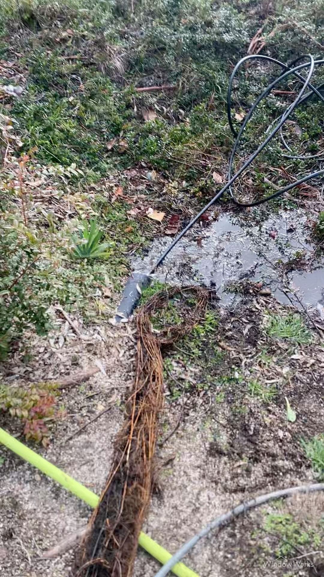 Roots pulled from a buried downspout line at its outlet, water discharging as the jetting line works, on an Eastside Seattle job