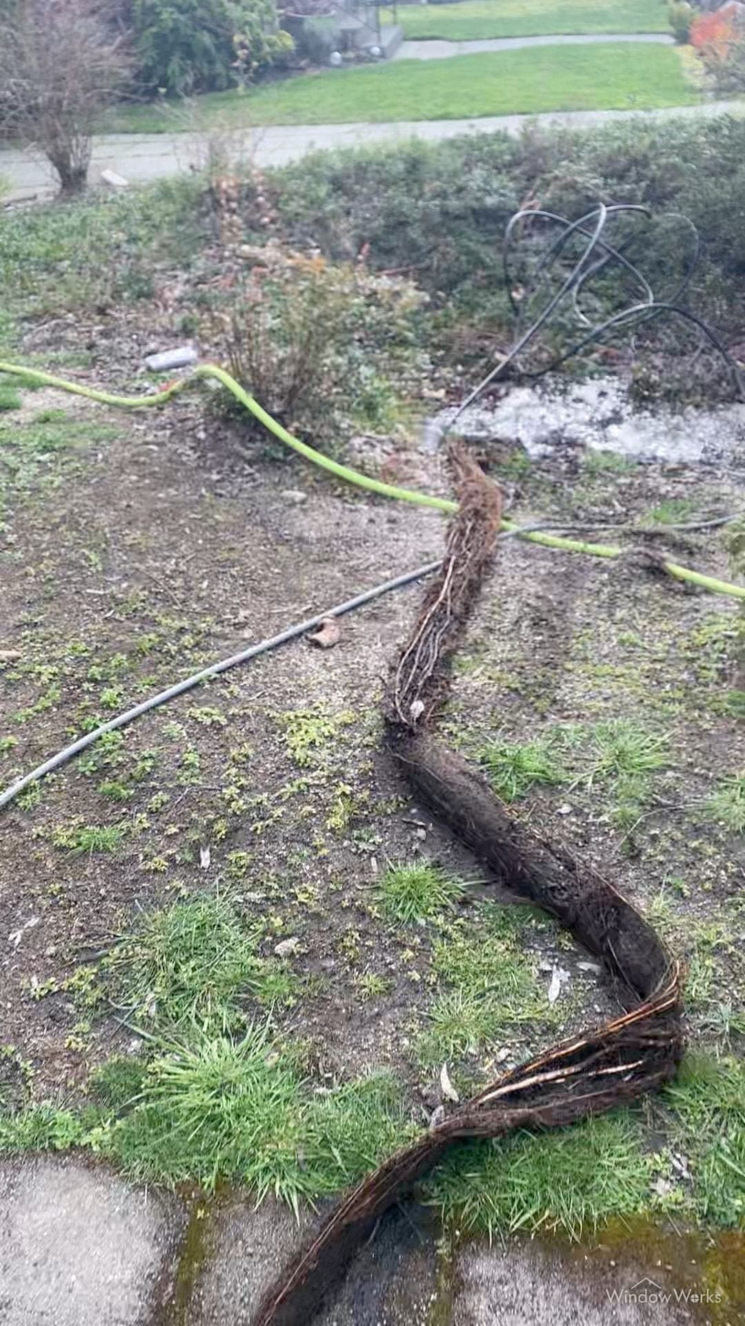 A long mass of roots jetted out of an underground drain line, laid across the yard beside the jetting hose