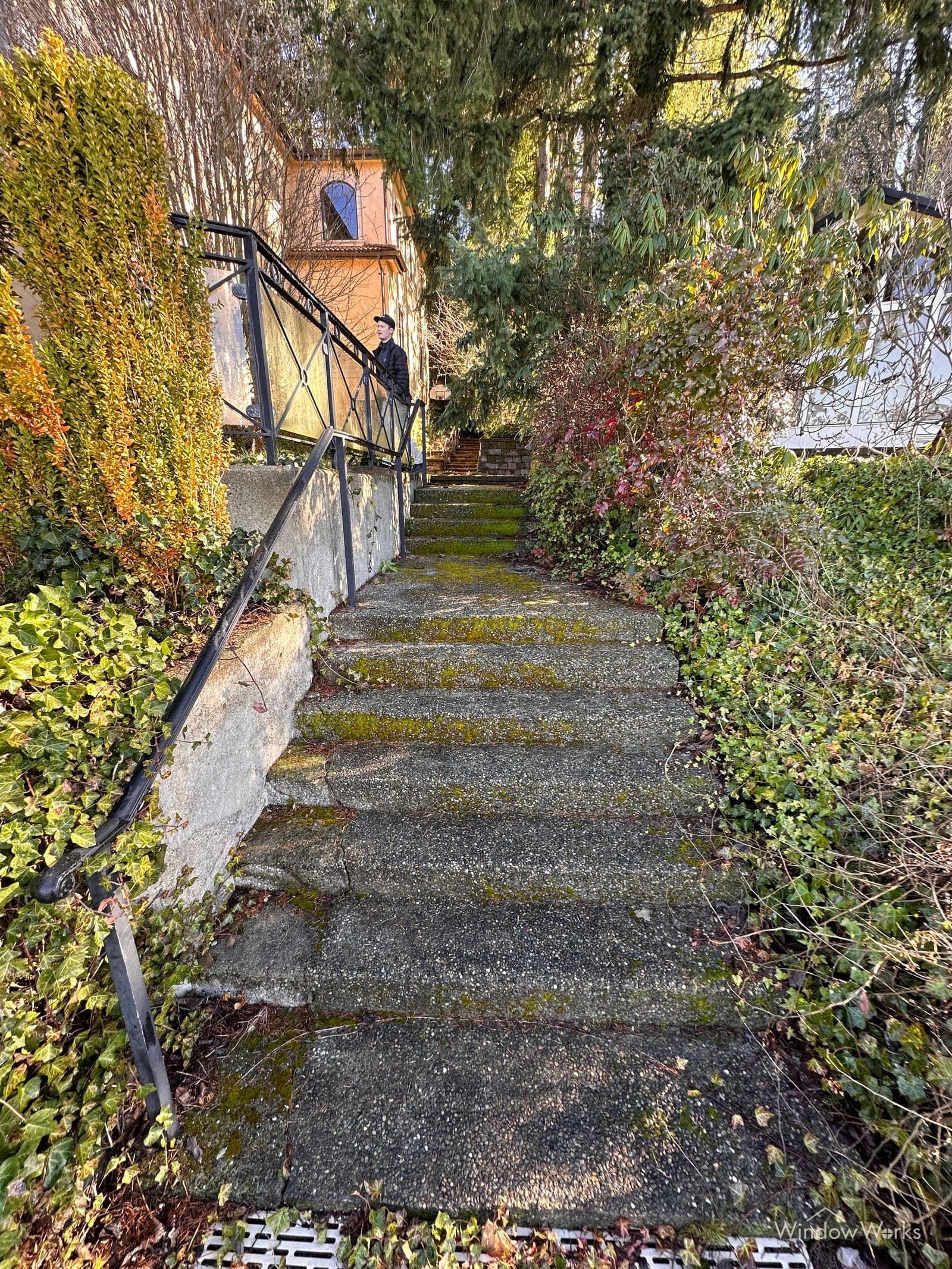 Moss and lichen streaking down an exposed aggregate concrete retaining wall under heavy ivy on the Eastside of Seattle