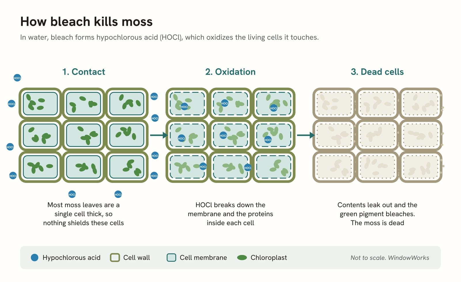 Diagram in three panels showing hypochlorous acid reaching a sheet of moss leaf cells, breaking down their membranes, and leaving bleached dead cells with their contents leaking out.