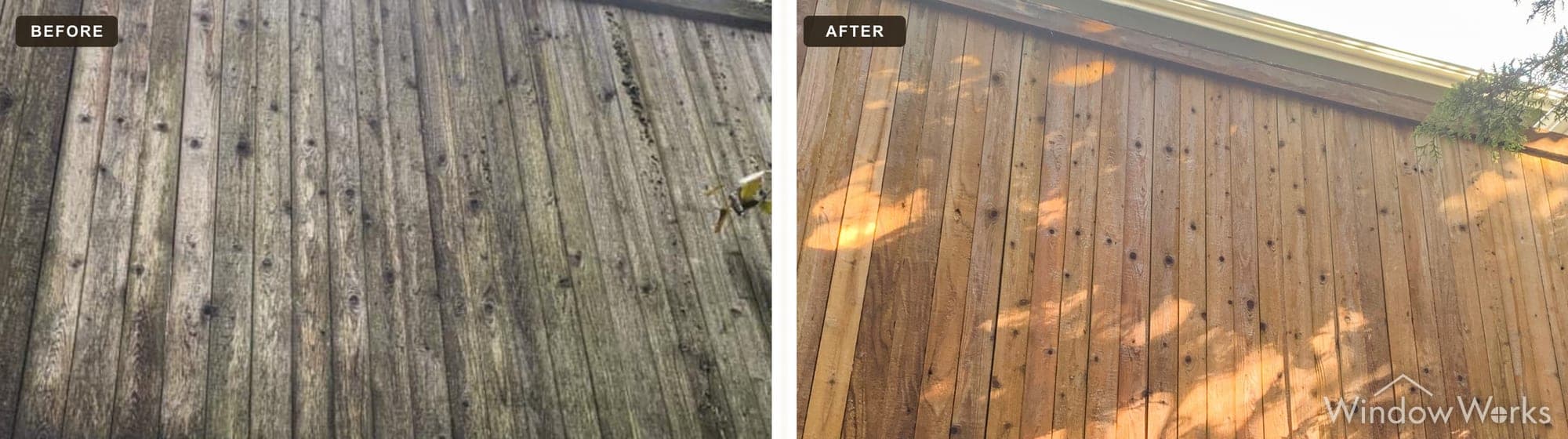 A WindowWorks technician soft washes years of gray weathering and moss off a tall cedar privacy fence, restoring the natural wood tone, Eastside Seattle.
