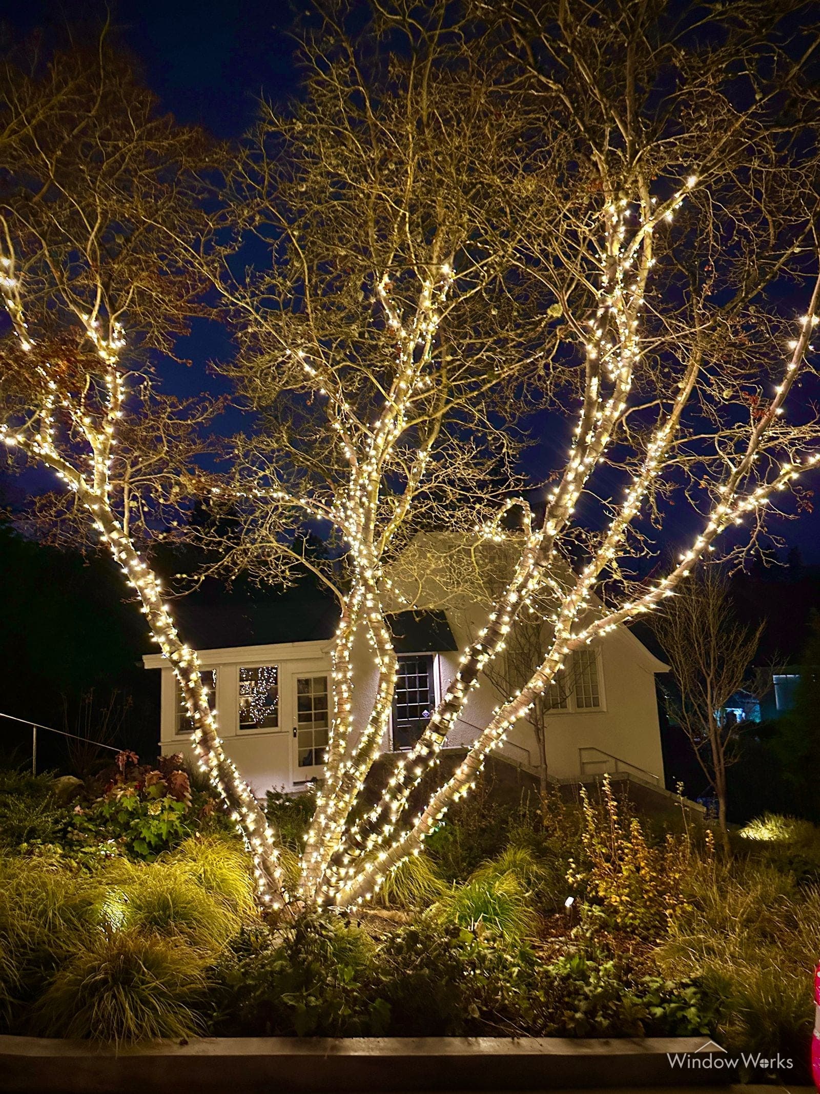 A large bare tree wrapped limb by limb in warm white bulbs, standing over a lit house and planted bed.