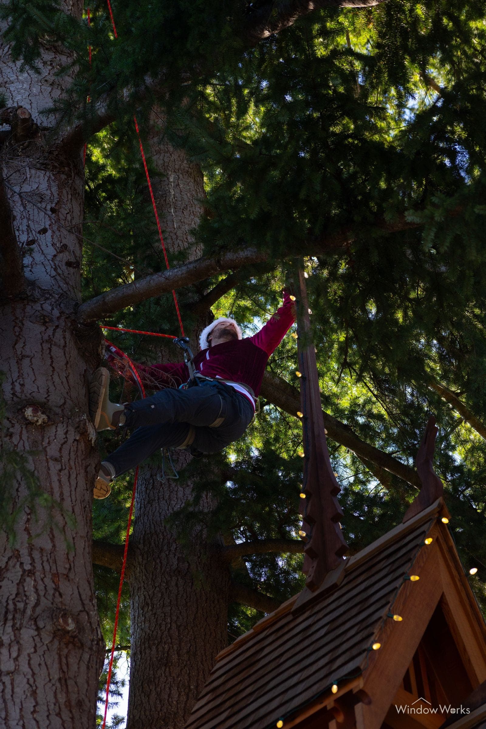 A WindowWorks climber roped high in a fir, reaching out above a lit treehouse