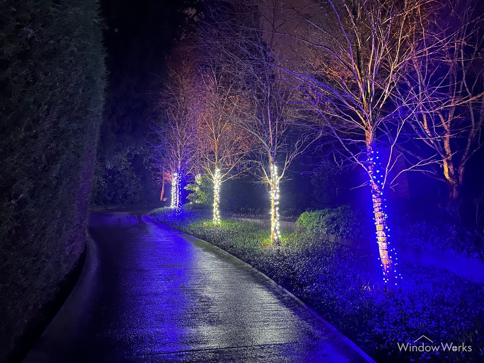 A driveway lined with trees wrapped in warm white and blue bulbs, the wet asphalt holding the color.