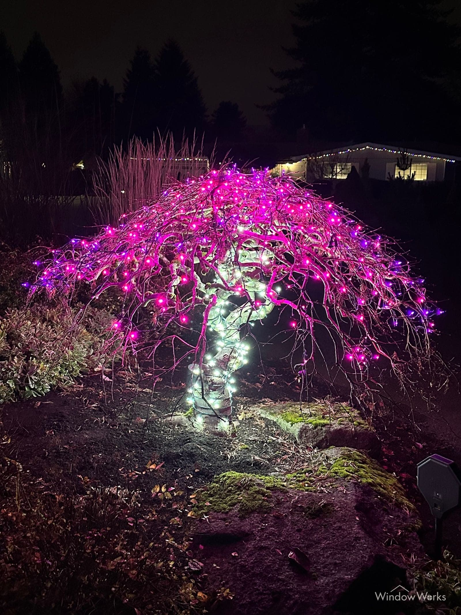 A weeping tree lit magenta through its trailing branches with the trunk wrapped in white.