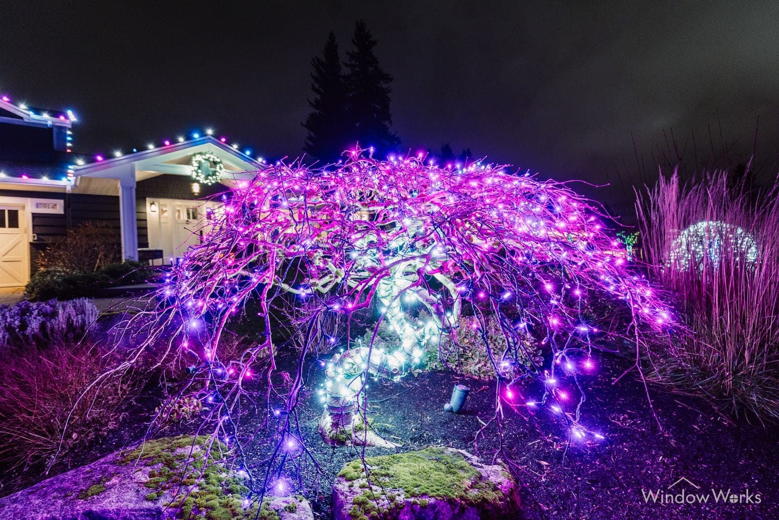 A weeping tree lit purple and white beside a home, low grasses lit either side.