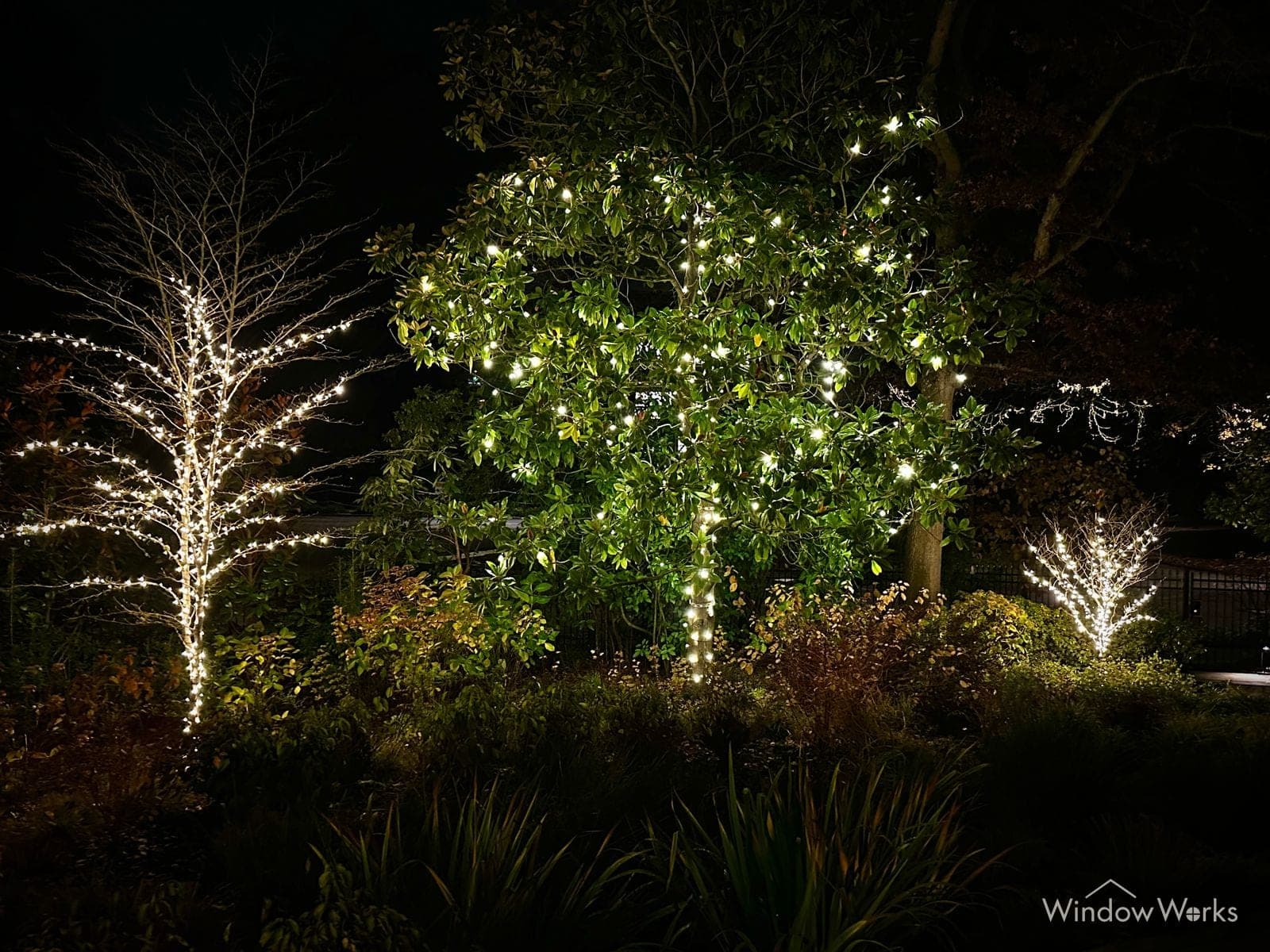 Slender garden trees wrapped in warm white bulbs above a dark planted bed, a broad shrub lit through its foliage between them.