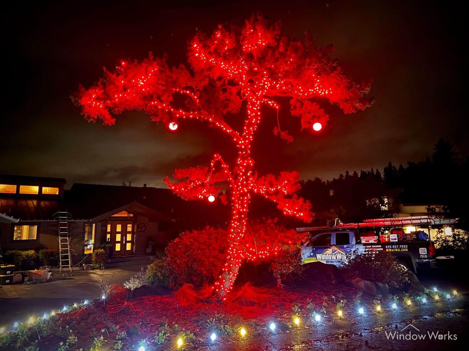 A broad tree wrapped in red bulbs standing over a lit home with the WindowWorks truck and a ladder set below it.