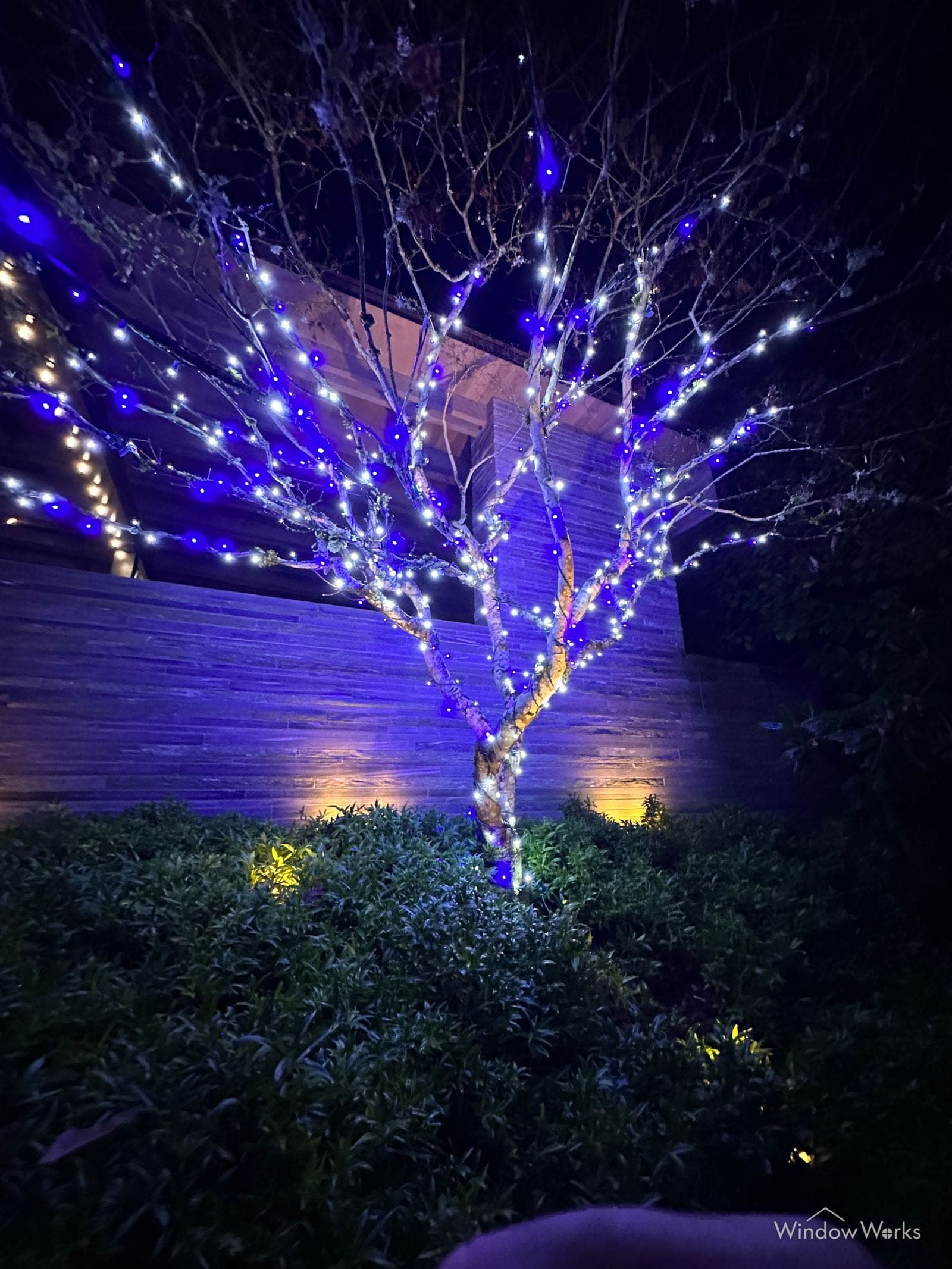 A bare tree wrapped in blue and white bulbs beside a lit entry, warm floods washing the wall behind it.