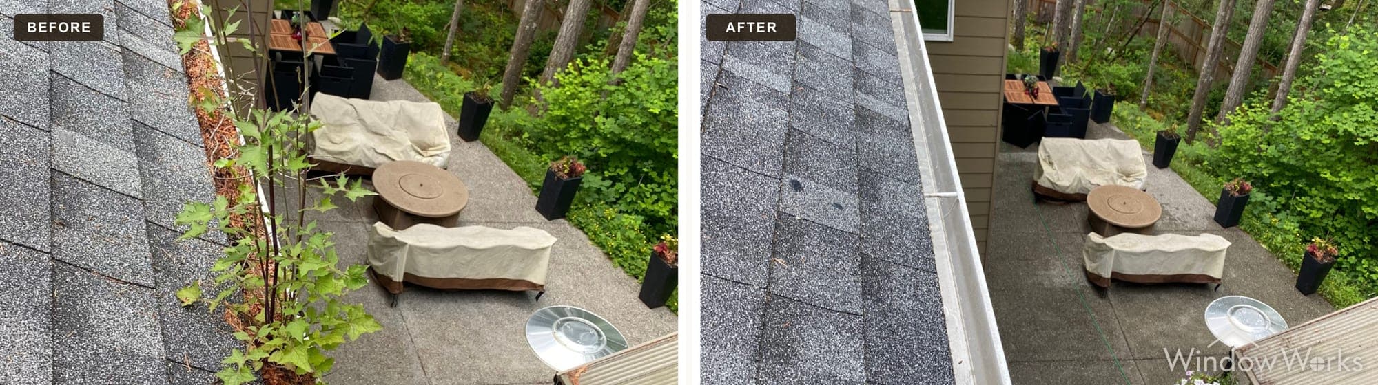 A roof gutter clogged with debris and a sapling cleared out to bare metal by WindowWorks, Eastside Seattle.