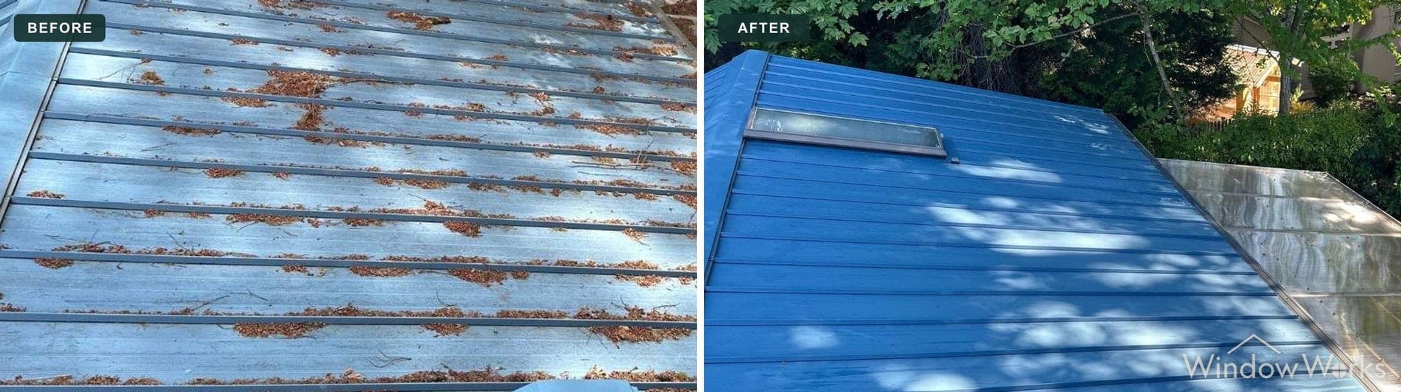 Before and after WindowWorks soft washing a blue standing-seam metal roof buried in cedar needle debris back to clean, saturated blue on the Eastside