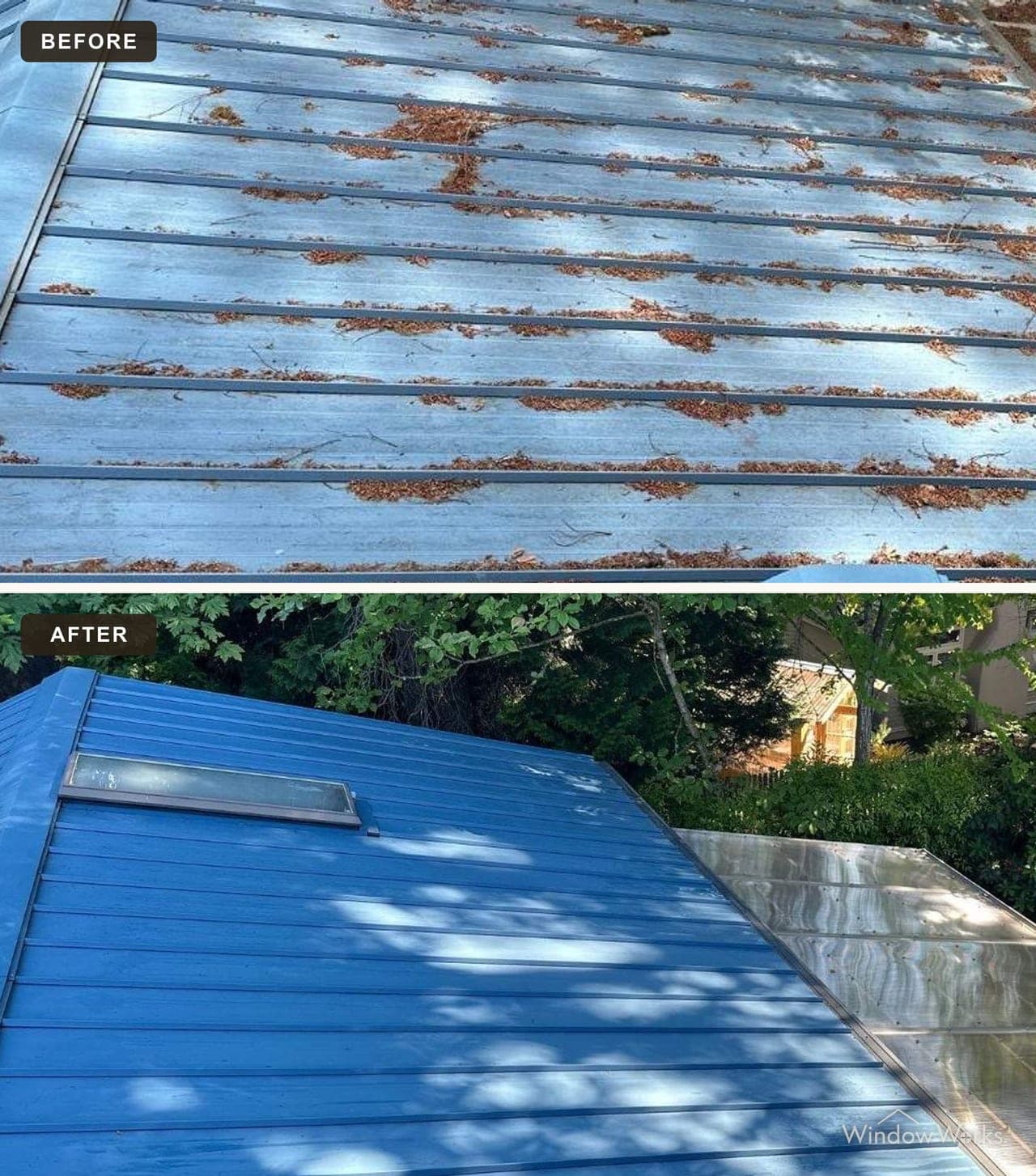 Before and after WindowWorks soft washing a blue standing-seam metal roof buried in cedar needle debris back to clean, saturated blue on the Eastside