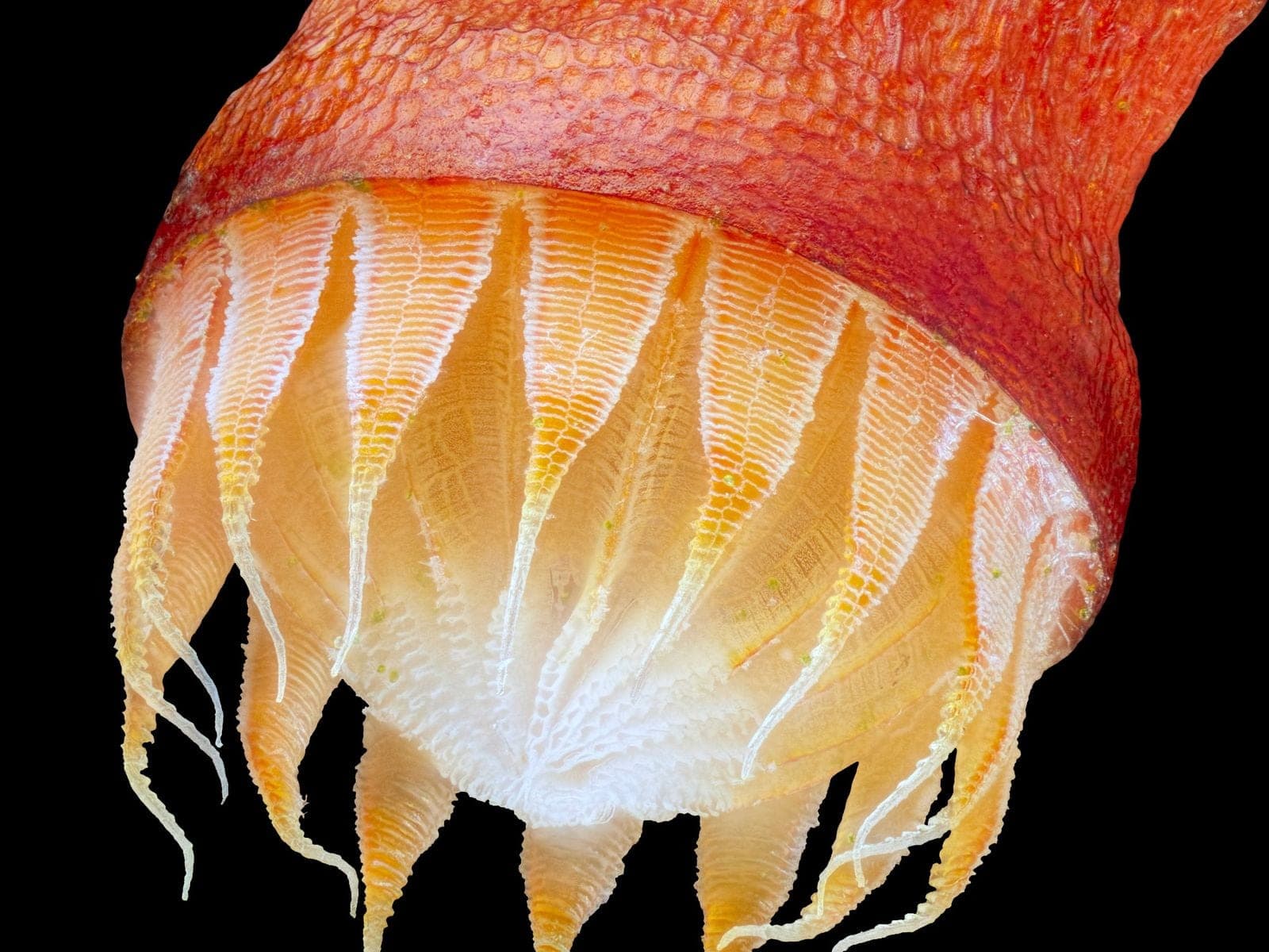 The open mouth of a Bryum capillare moss capsule under magnification, with a ring of pale teeth that open and close to release spores
