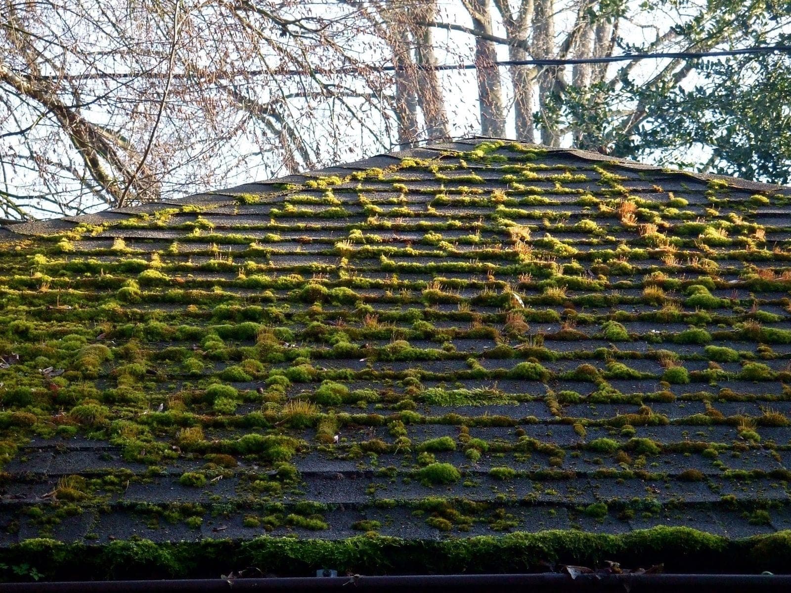 Thick clumps of green moss growing along every row of a dark asphalt shingle roof above the gutter