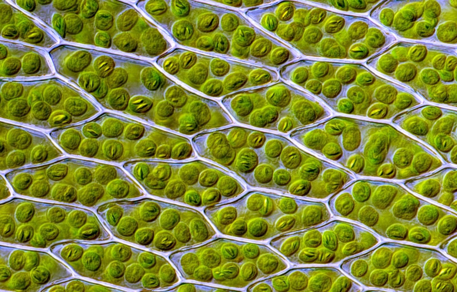 Living Bryum capillare moss leaf cells under a microscope, a single layer of long six-sided cells each packed with round green chloroplasts