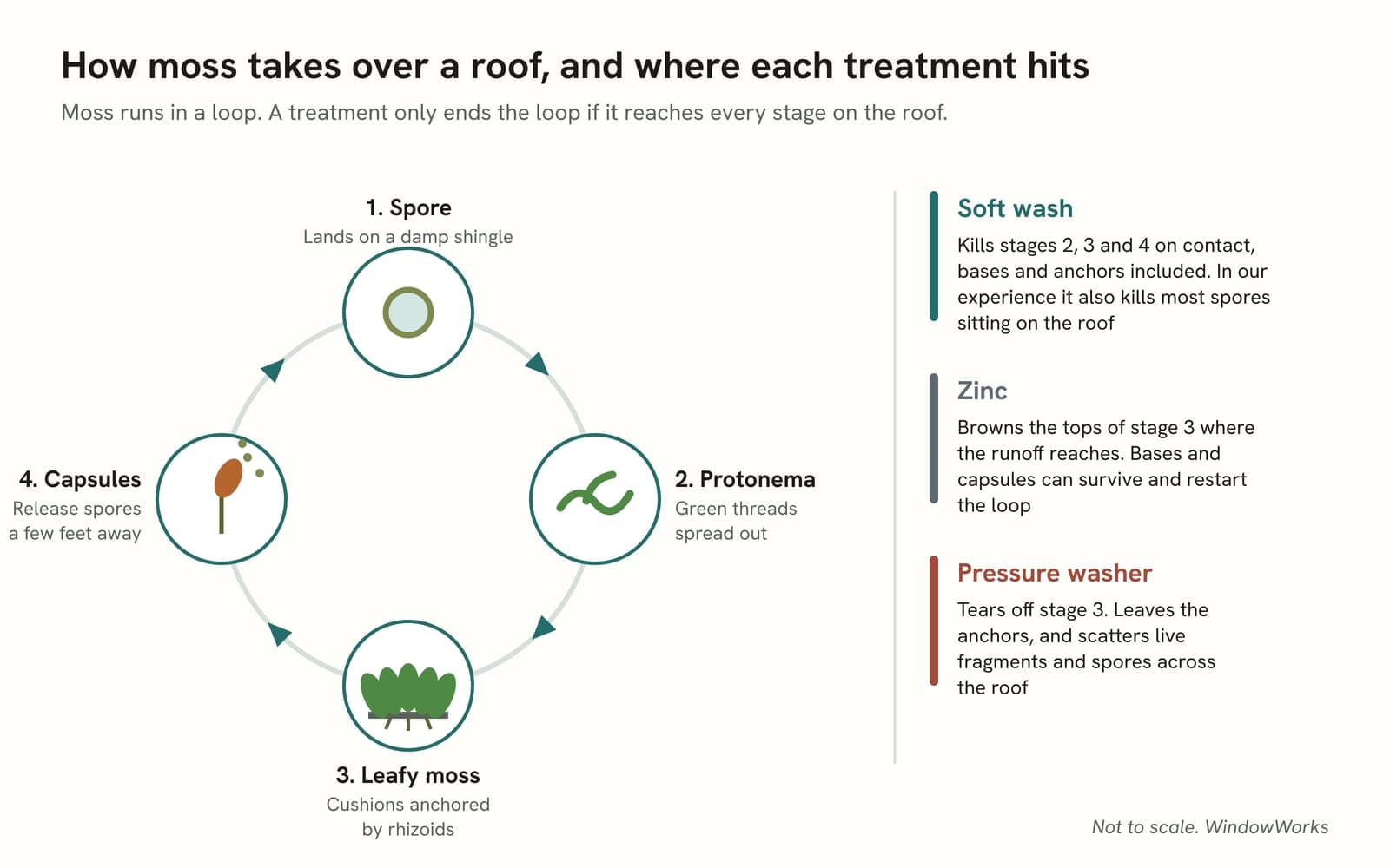 Diagram of the moss life cycle as a loop of spore, protonema, leafy moss and capsules, beside notes on which stages a soft wash, zinc and a pressure washer each reach.