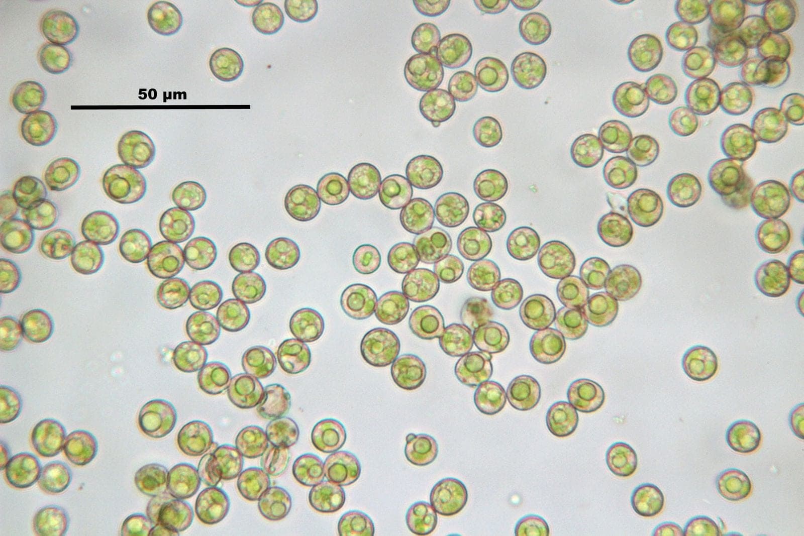 Hundreds of round green Tortula muralis moss spores under a light microscope, each about 10 micrometers across, beside a 50 micrometer scale bar