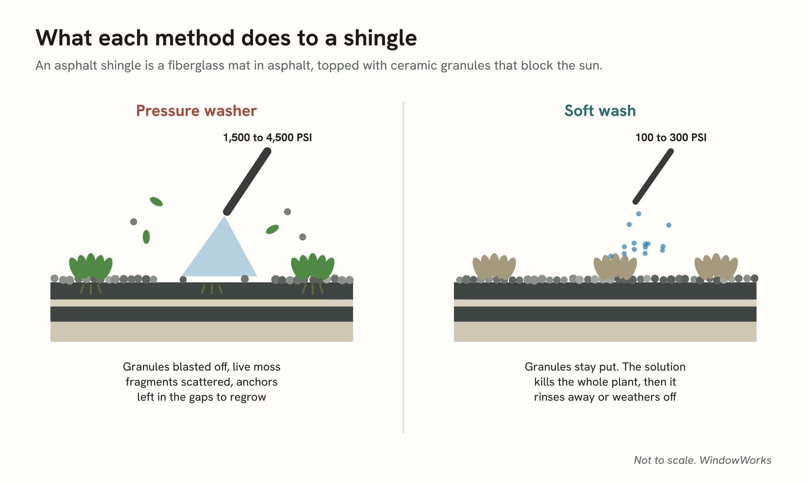 Cross-section diagram of an asphalt shingle: a pressure washer blasts granules off and scatters live moss fragments while leaving anchors to regrow, and a soft wash leaves the granules in place and kills the whole plant.