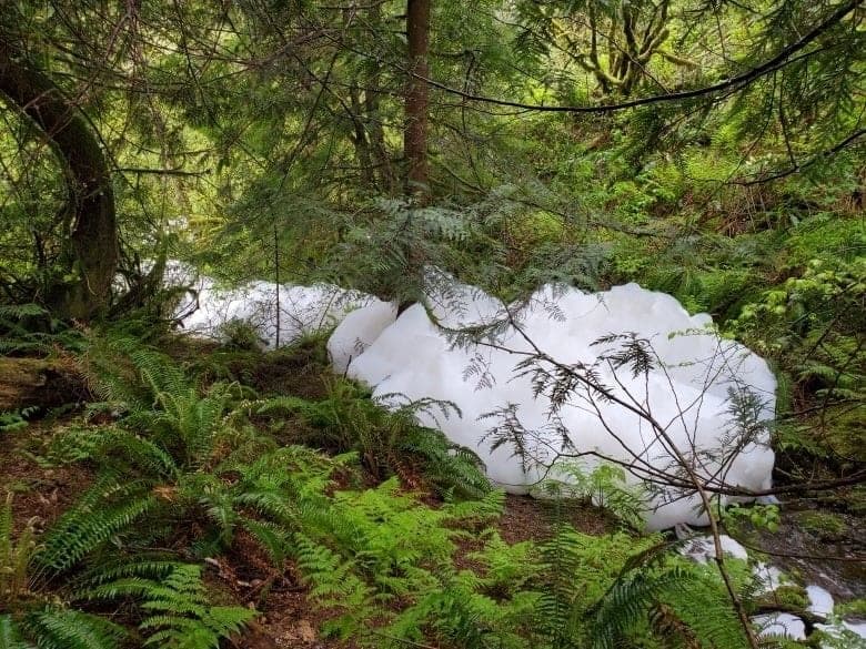 A bank of white detergent foam piled along a fern-lined forest creek bed in the Pacific Northwest