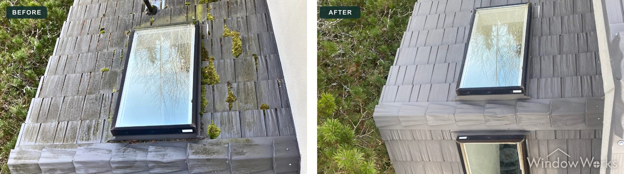 Moss cleaned from an asphalt shingle roof around two skylights by soft washing, Eastside Seattle.