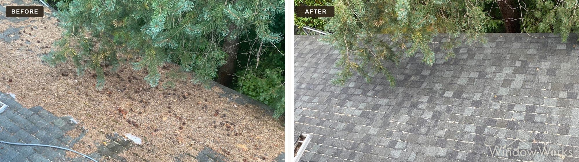 Pine debris and dark staining cleaned from a shingle roof beneath an overhanging tree, Eastside Seattle.