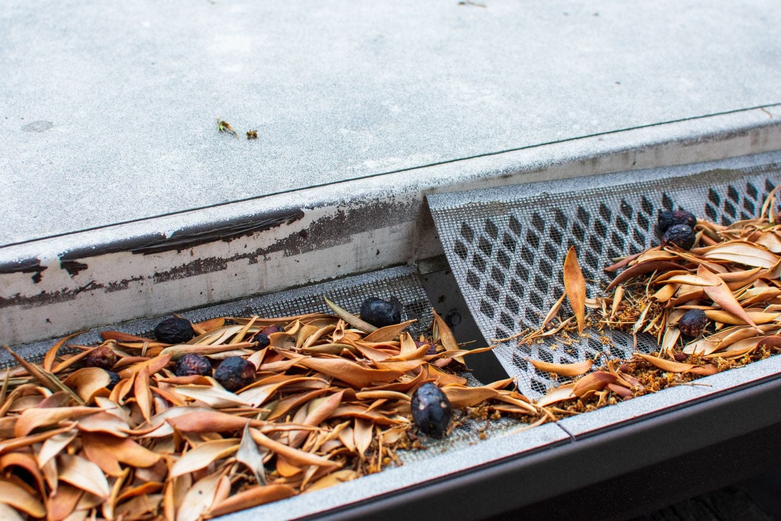 A mesh gutter guard buckled down into the trough with leaves and debris piled on top of it and collecting around the opening