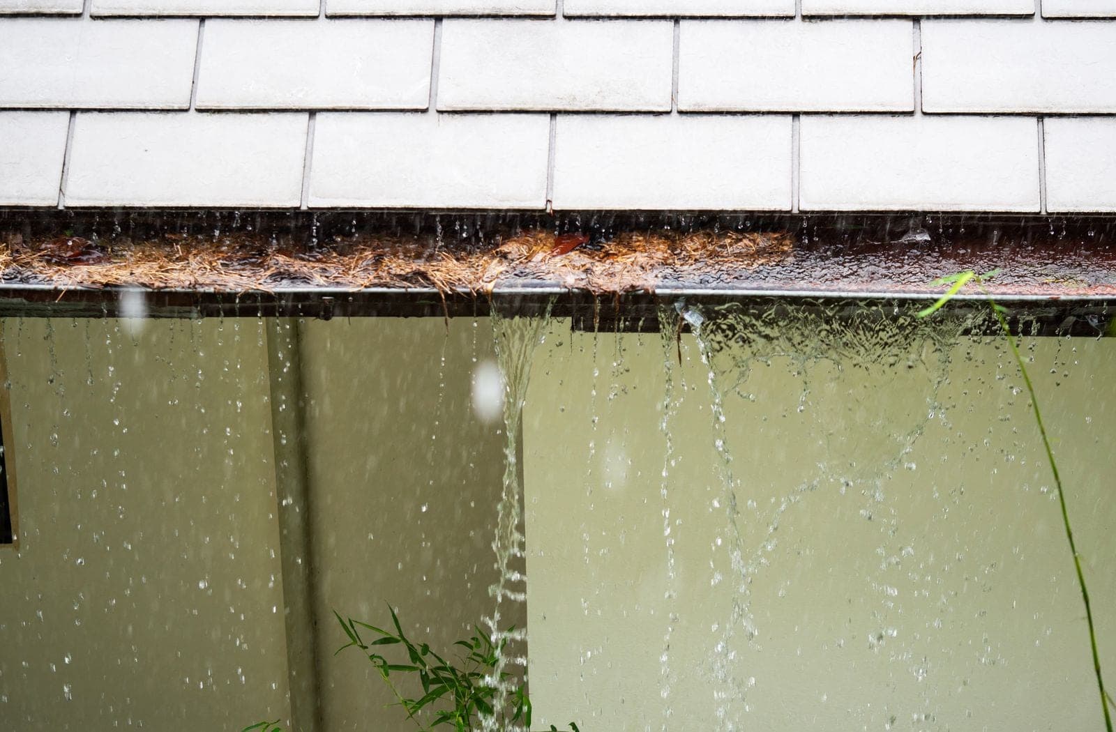 Heavy rain sheeting over the front edge of a gutter matted with needle debris and falling in a curtain down the wall below