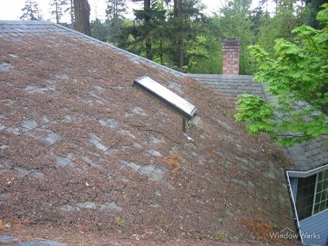 Needle and leaf debris spread across an asphalt shingle roof around a skylight.