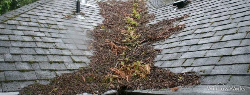 A thick mat of brown conifer needles packed into the valley of an asphalt shingle roof.