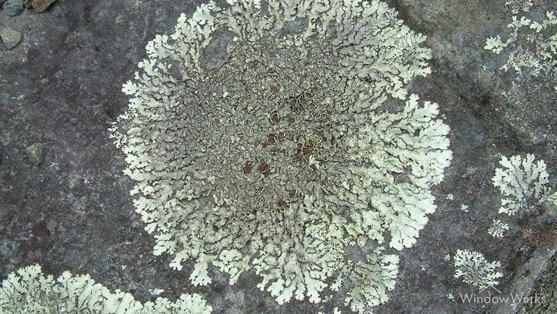A large pale gray-green lichen rosette bonded flat onto an asphalt shingle, seen close up.