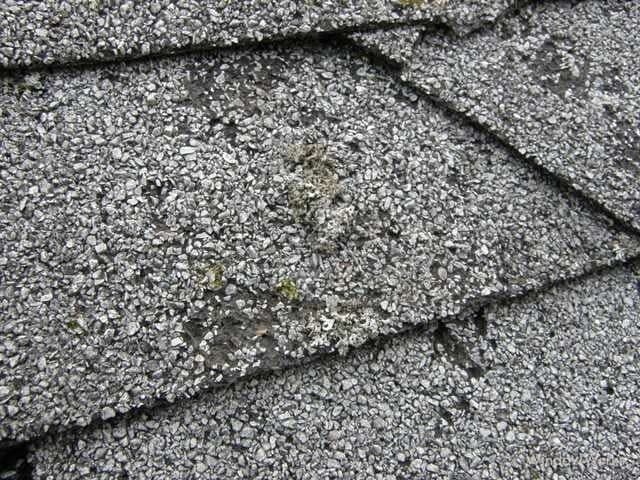 Small pale lichen patches scattered across the granule surface of a weathered asphalt shingle roof.