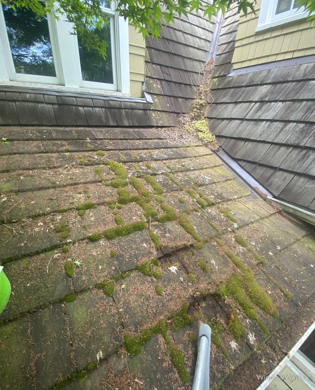 Conifer needles and organic debris packed into the valley of a cedar shake roof alongside green moss growth.