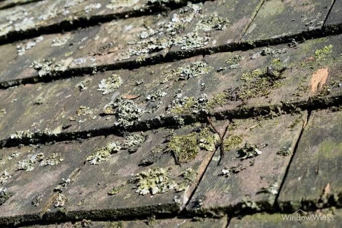 Pale crusty lichen patches bonded onto cedar shakes, with moss filling the gaps between courses.