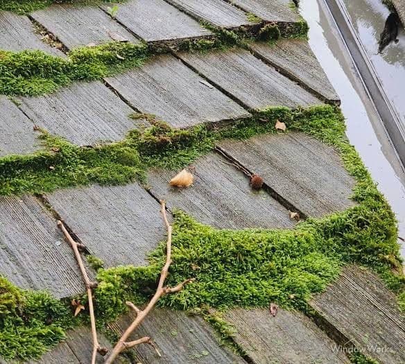 Thick green moss filling the gaps between weathered cedar shakes and creeping across the courses.