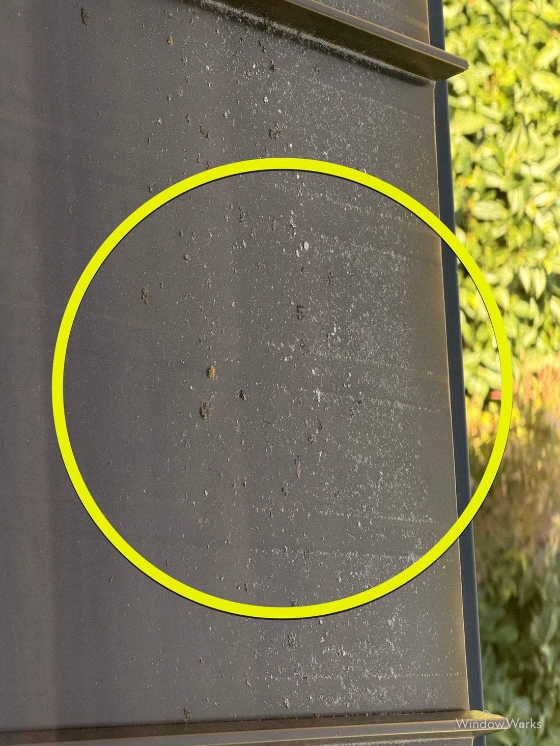A dark metal roof panel with a yellow circle drawn around a few small pale lichen spots that are otherwise easy to miss.