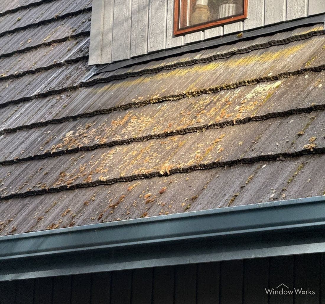 Bright yellow-orange lichen spreading across the face of flat concrete roof tiles beneath a dormer.