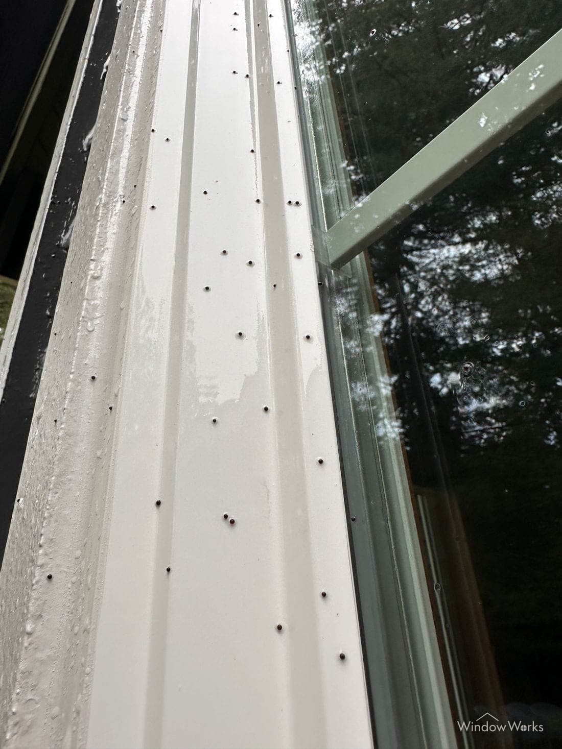 Black artillery fungus spores stuck fast across a white window frame and sill.