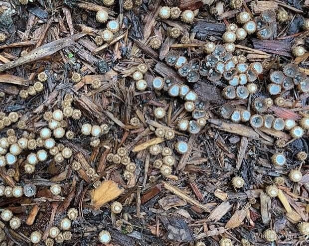 Artillery fungus fruiting bodies packed across a bark mulch bed, the source the spores are shot from.