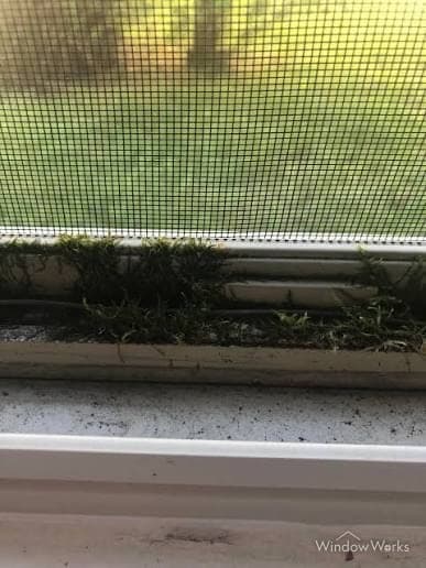 A window screen above a track green with moss and organic growth.