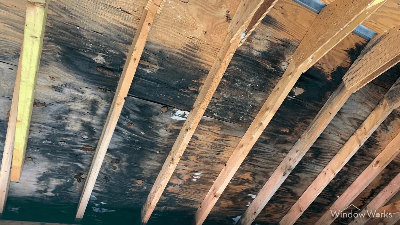 Dark mold and water staining spreading across the underside of roof sheathing in an attic, the result of moss-driven leaks