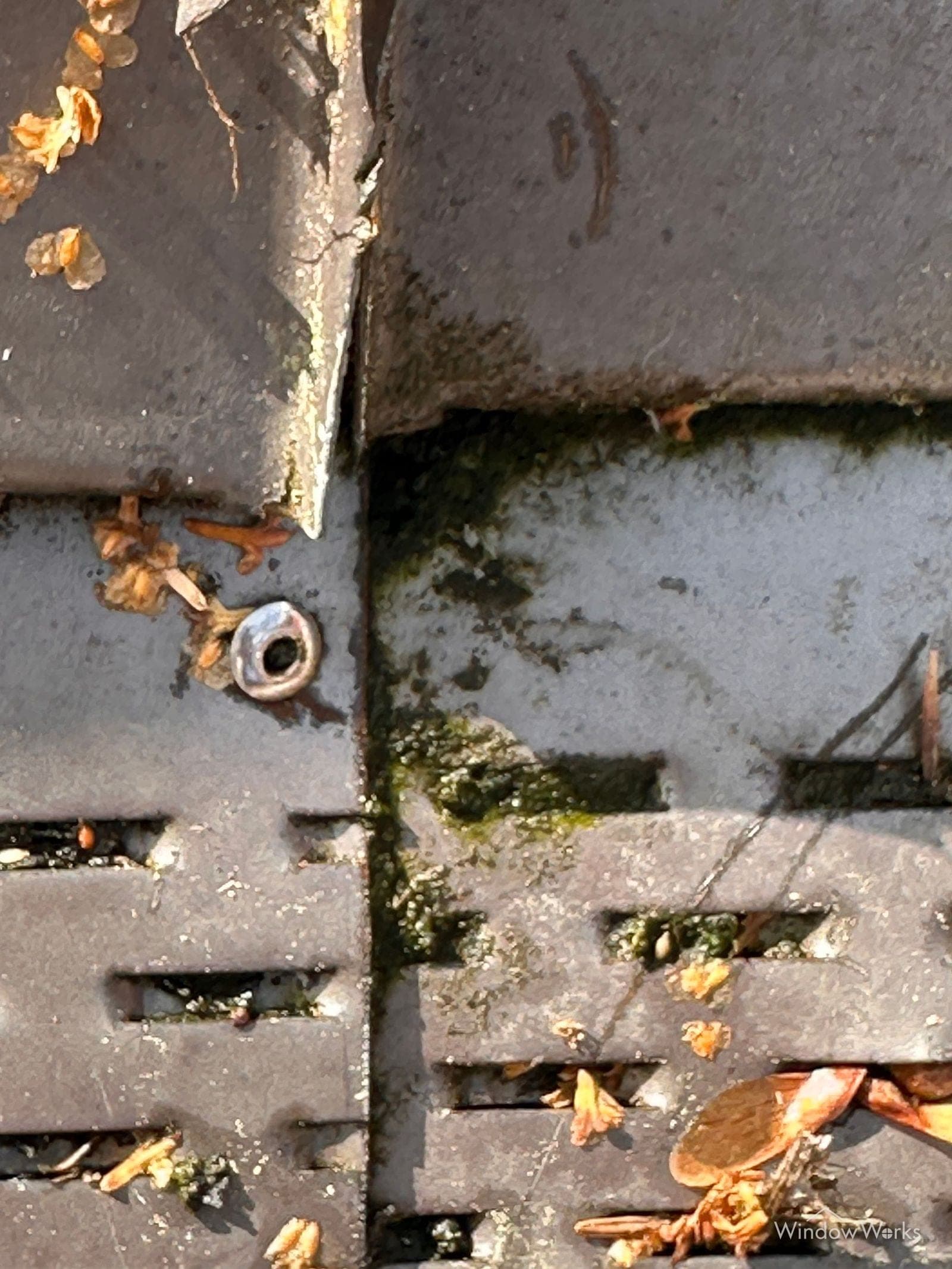 A close-up of a perforated gutter guard packed with debris and algae growth, the openings sealed over, on an Eastside Seattle home