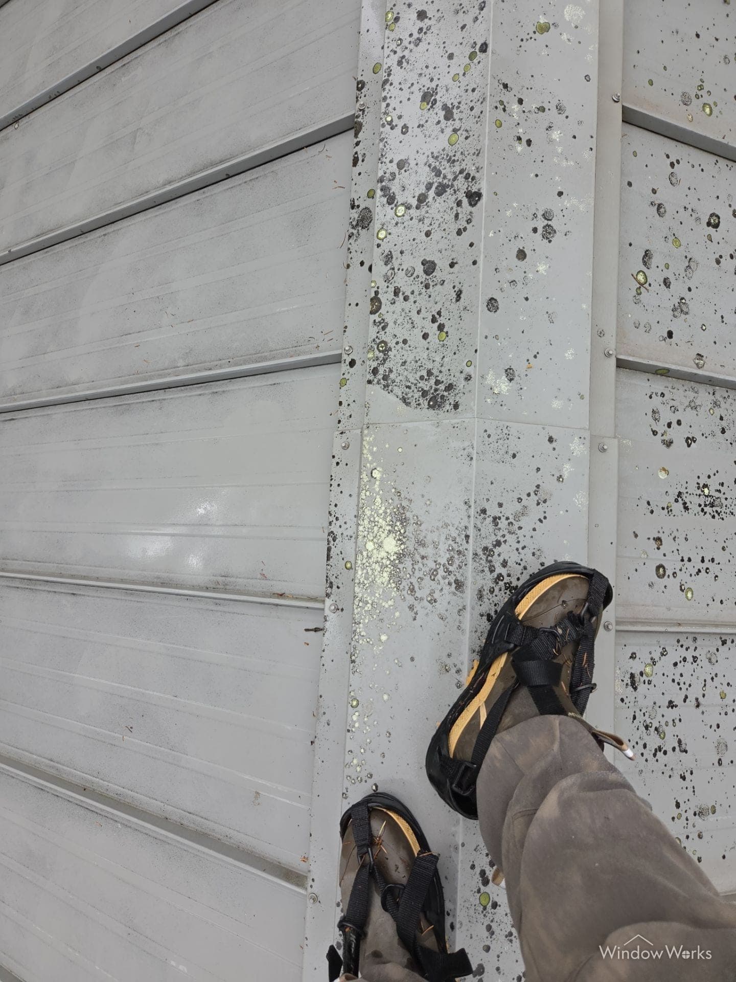 Lichen colonies spotting the painted panels of a metal roof on the Eastside
