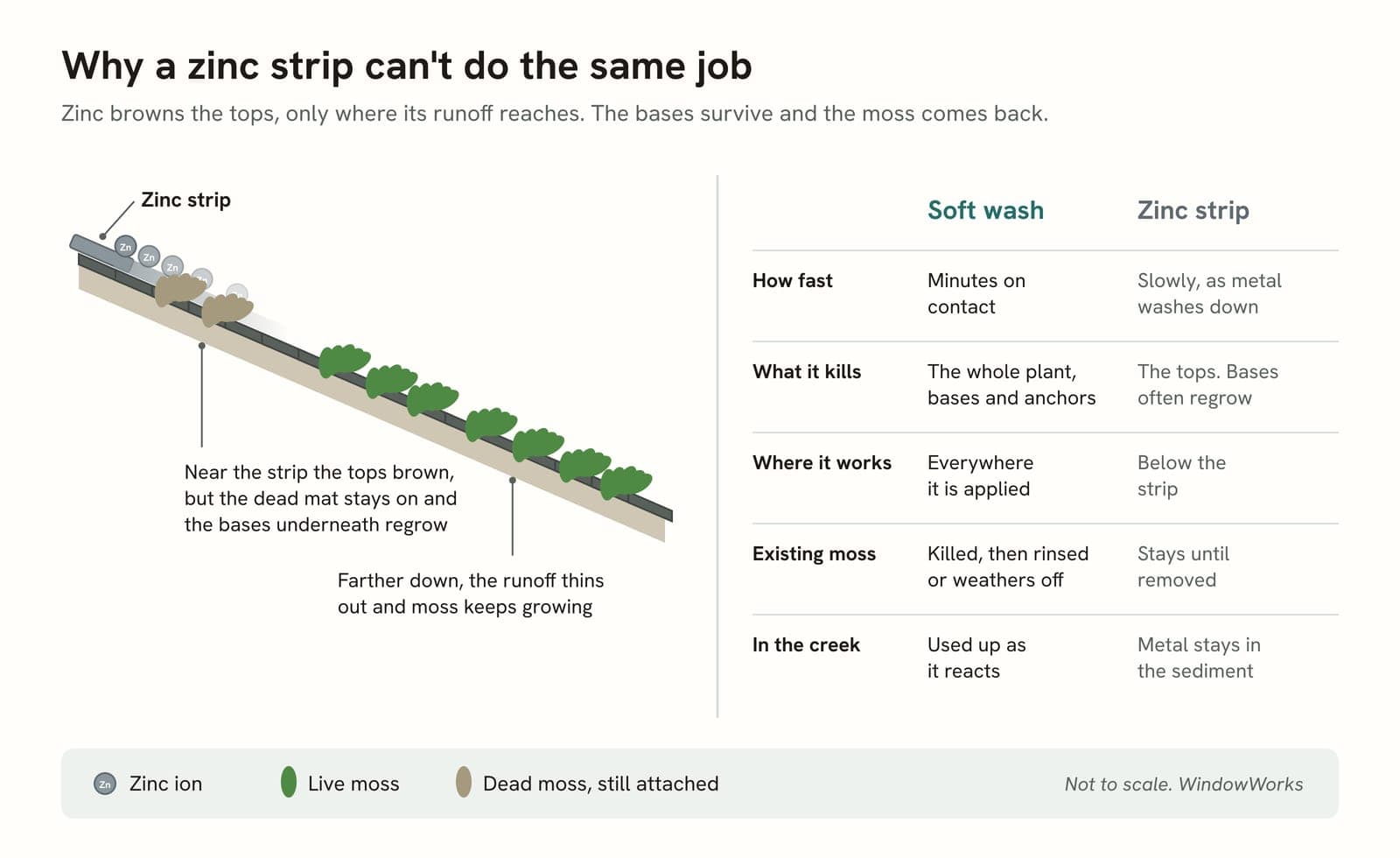 Diagram of a roof slope with a zinc strip at the ridge, where zinc runoff fades a short way down the slope, dead moss stays attached near the strip and live moss keeps growing farther down, beside a table comparing a soft wash and a zinc strip on speed, what each kills, coverage, existing moss and what reaches the creek.